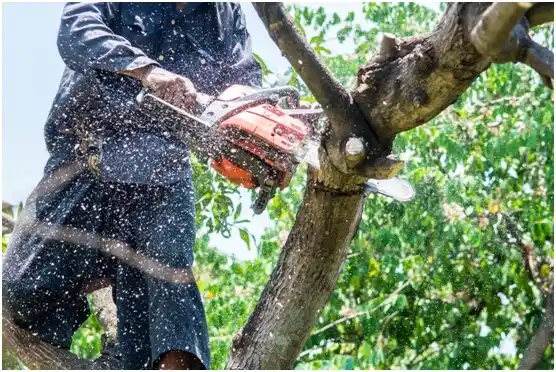 tree services North Charleston